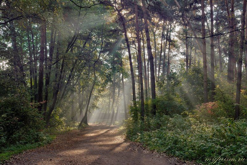 утро, кузьминки Утро в Кузьминках фото превью