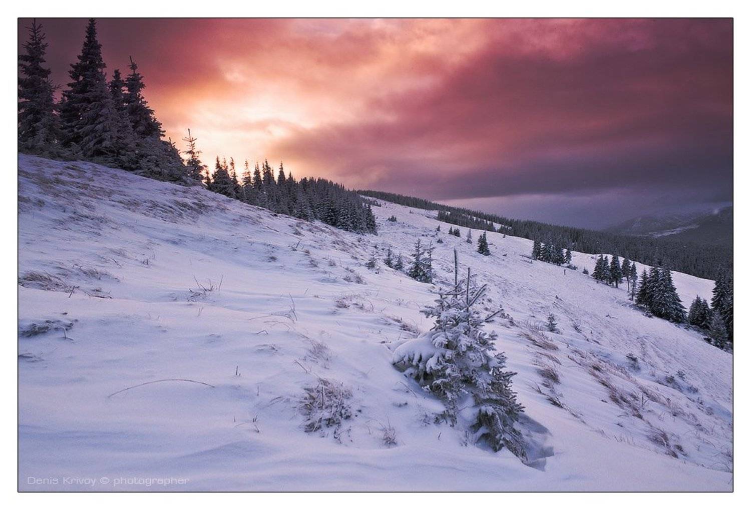 , Денис Кривой