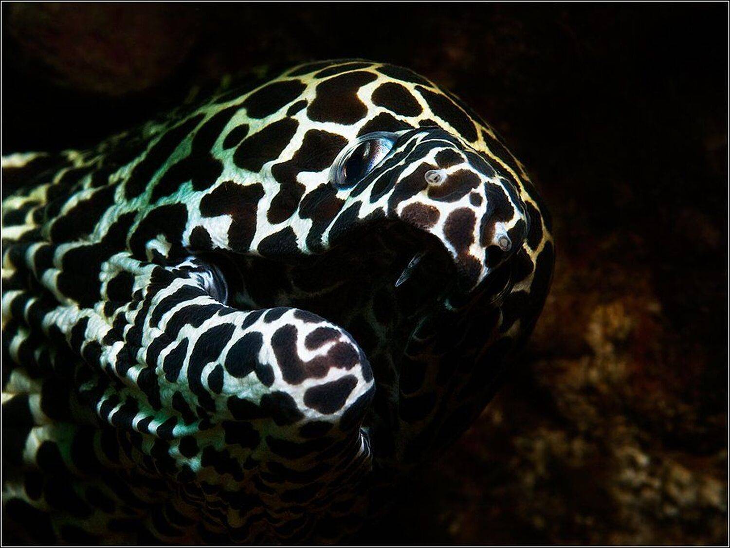 , Владимир Жданов