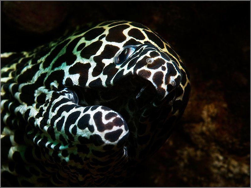 Старый далматинец фото превью