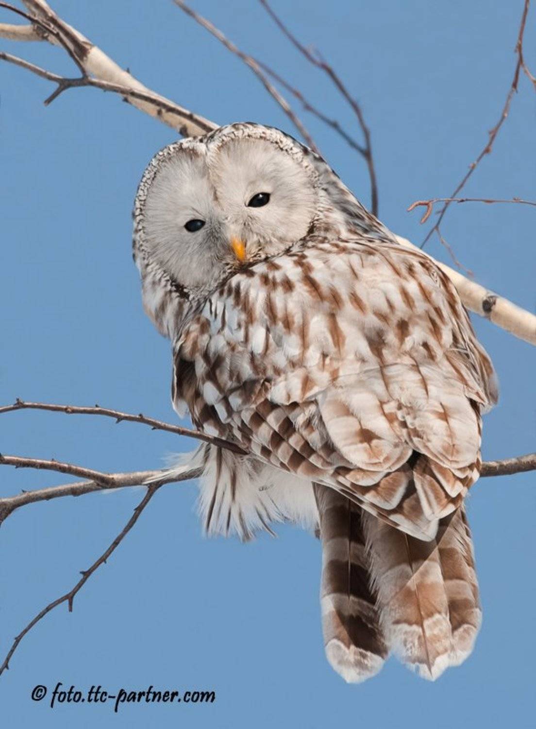 длиннохвостая, неясыть, Андрей Алексеев