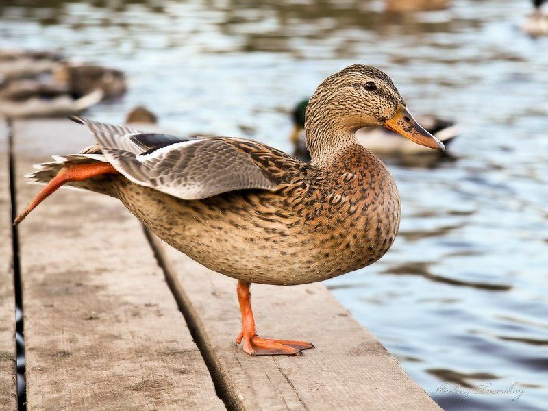 утки Гимнастка. фото превью