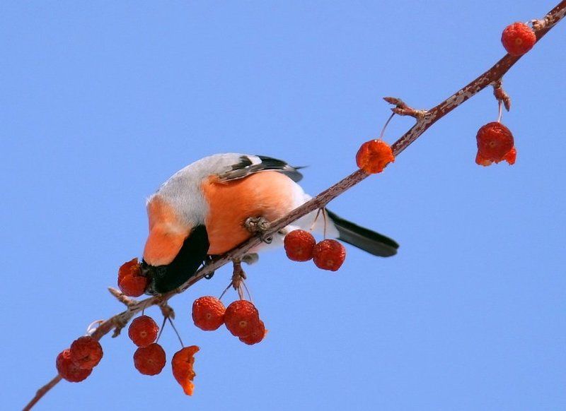 Обжора фото превью