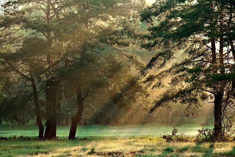 лето, рассвет, солнце, пейзаж, унеча, брянская обл. Morning Sunshine фото превью