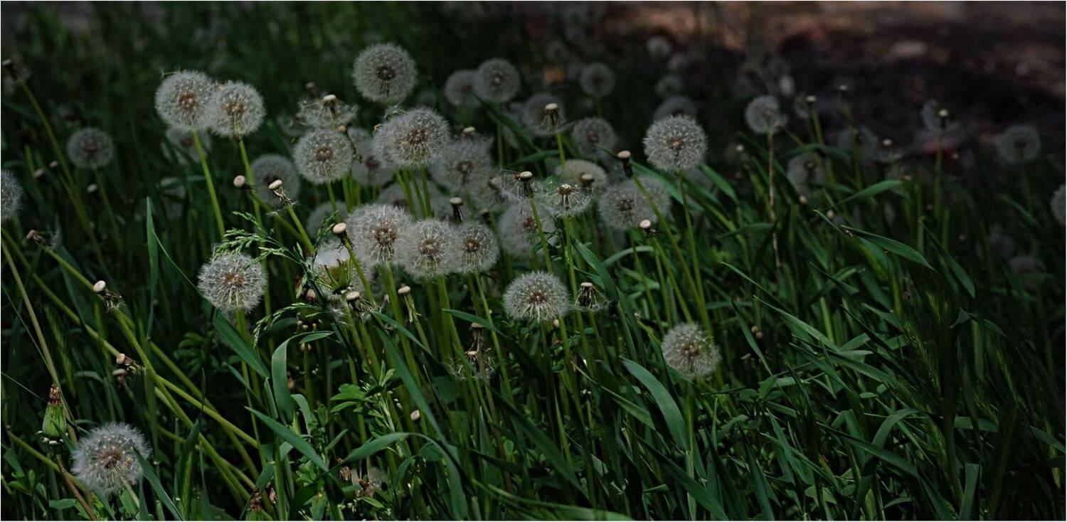 природа, Геннадий Меремьянин