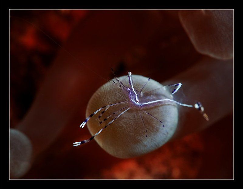 креветка, актиния, макро, вода, анемон ... на шаре фото превью