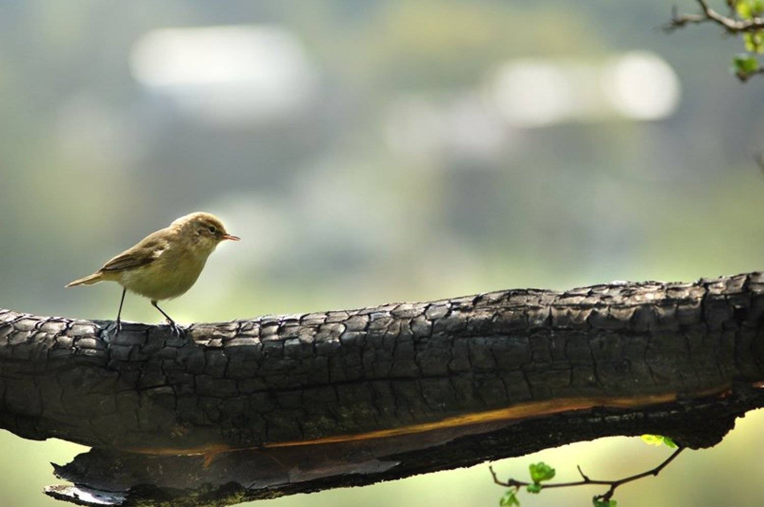 пеночка, теньковка, mikedrebet