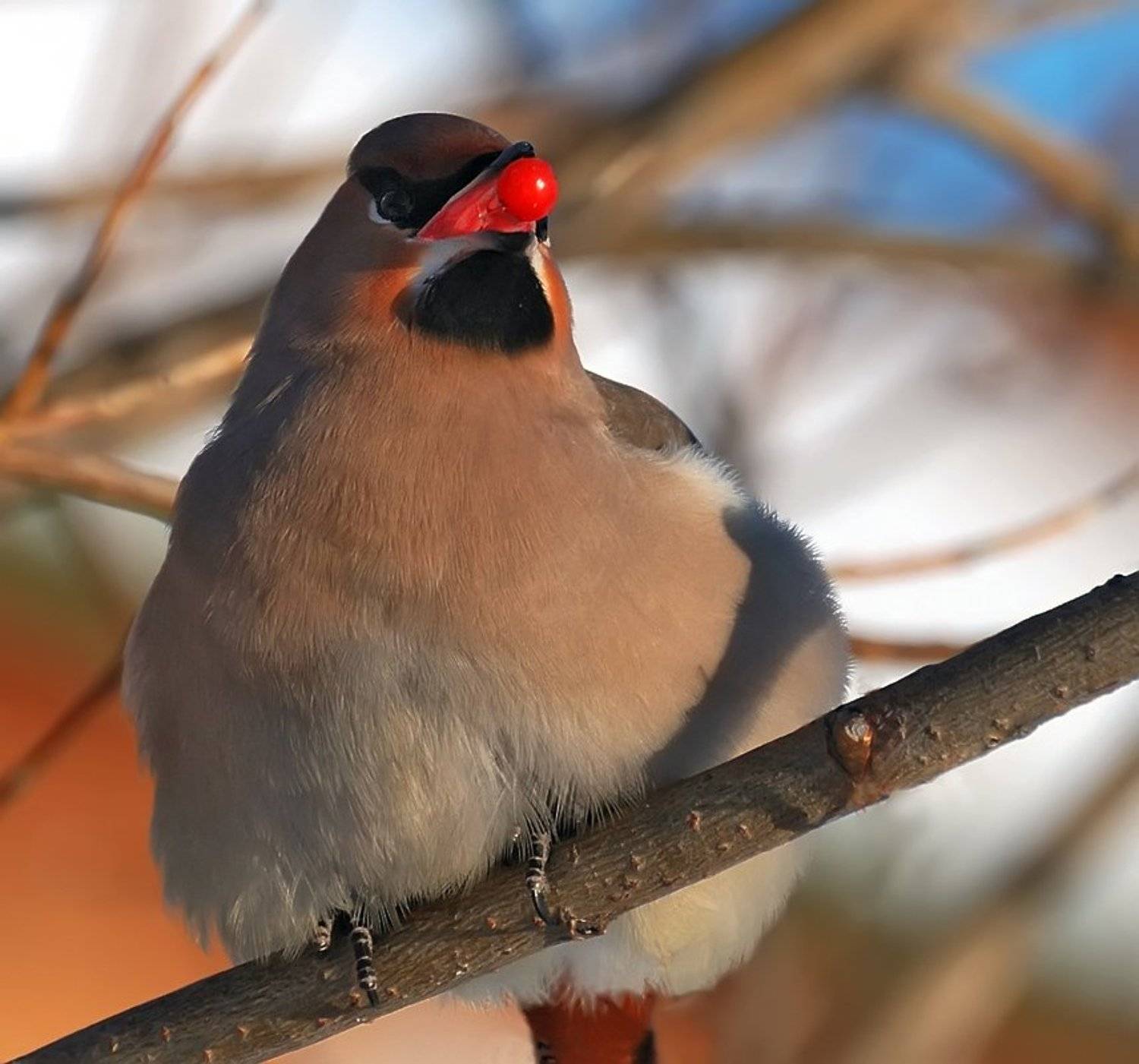 птица,свиристель, Ермолаев Андрей