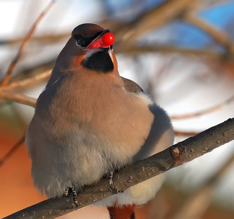 птица,свиристель Пожиратель красных ягод... фото превью
