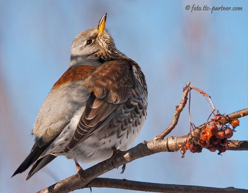 дрозд-рябинник Гордый дрозд фото превью