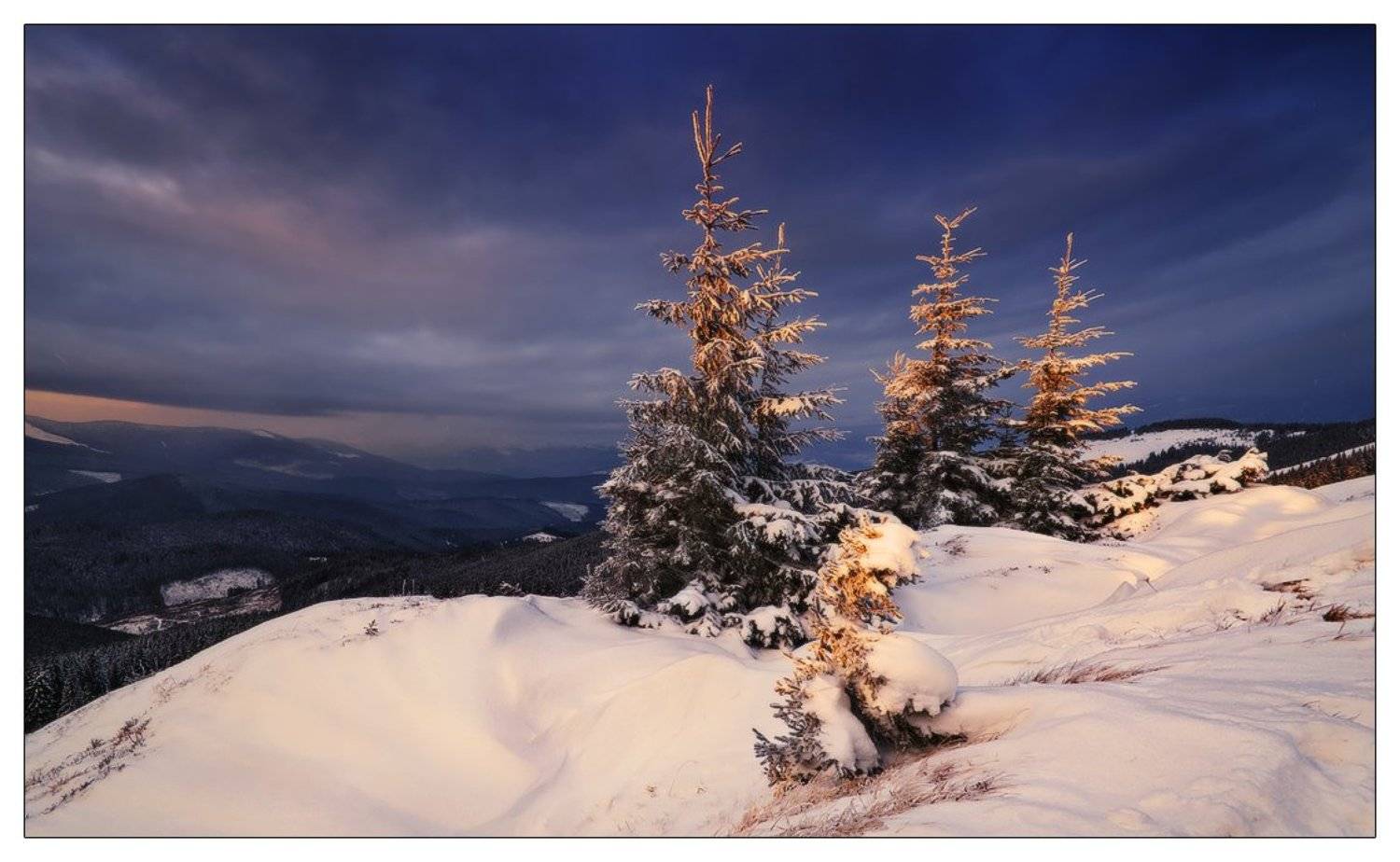 , Денис Кривой