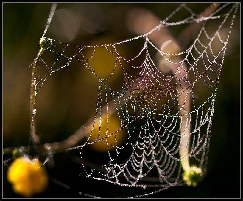 , Бурлов Андрей