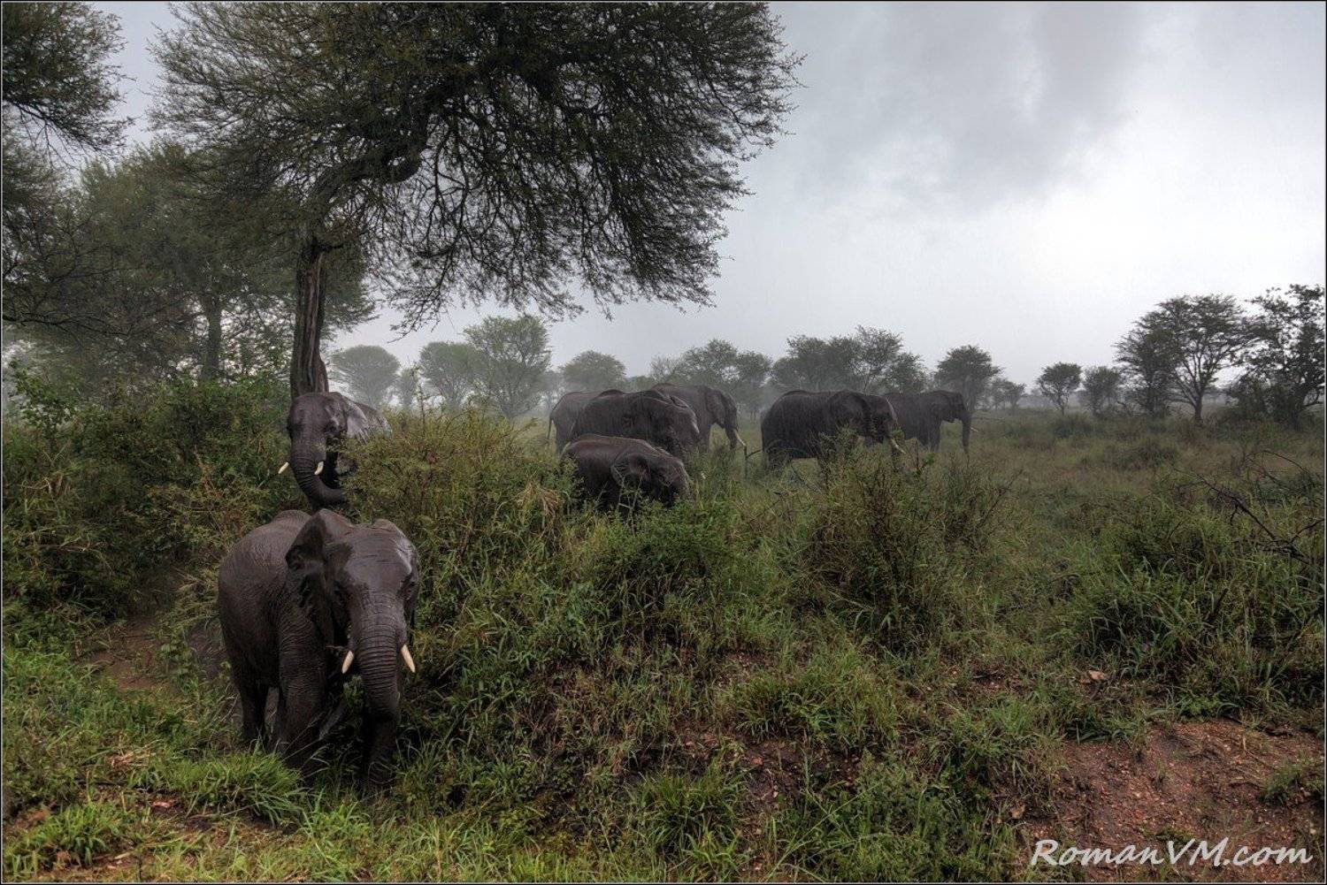 африка, танзания, серенгети, слон, Роман Мурушкин