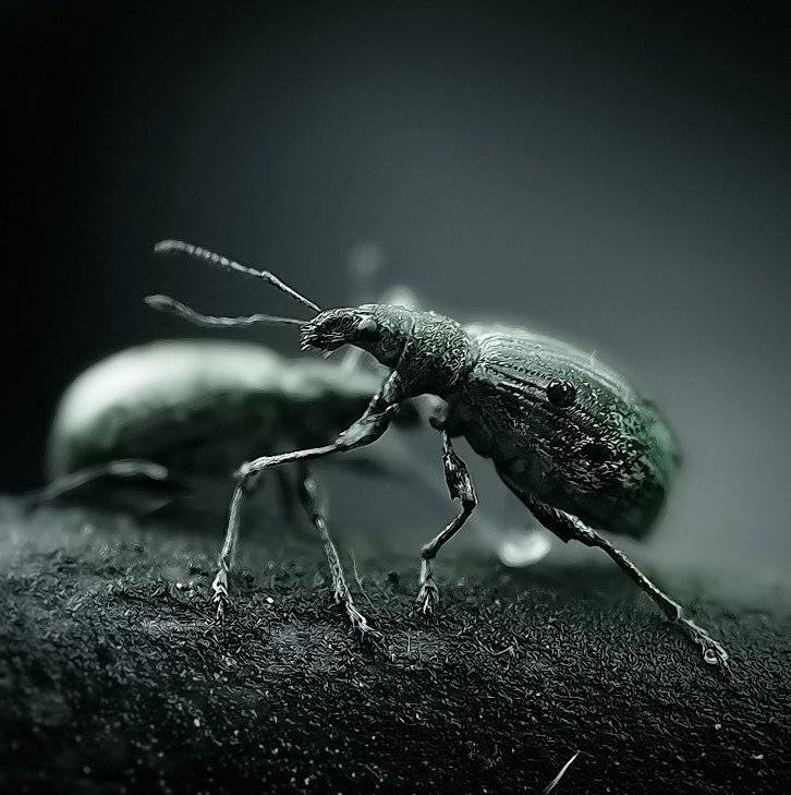 , Андрей Осокин