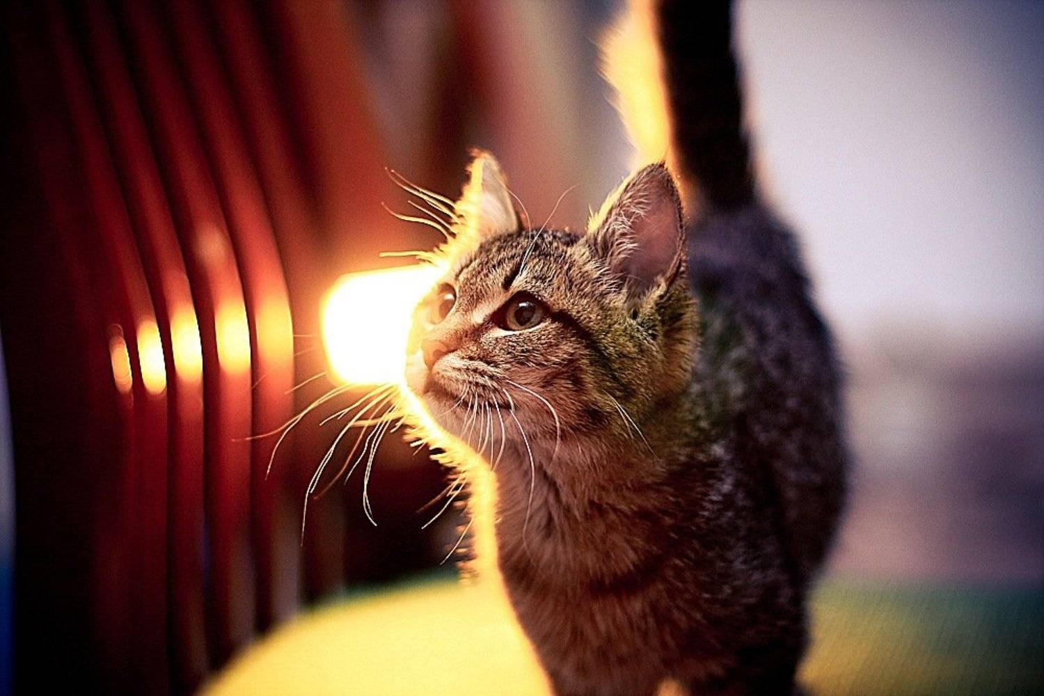 животные, кошка, Филипп Бахов