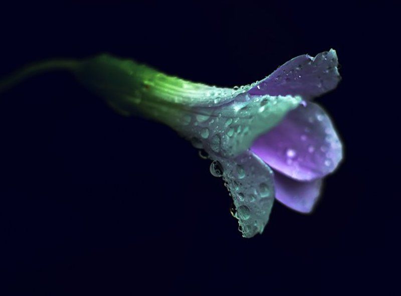 from inside фото превью