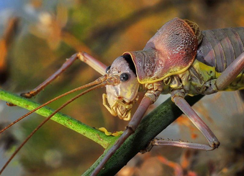 ephippiger, bradyporidae, эфиппигер Бескрылый кузнечик эфиппигер фото превью