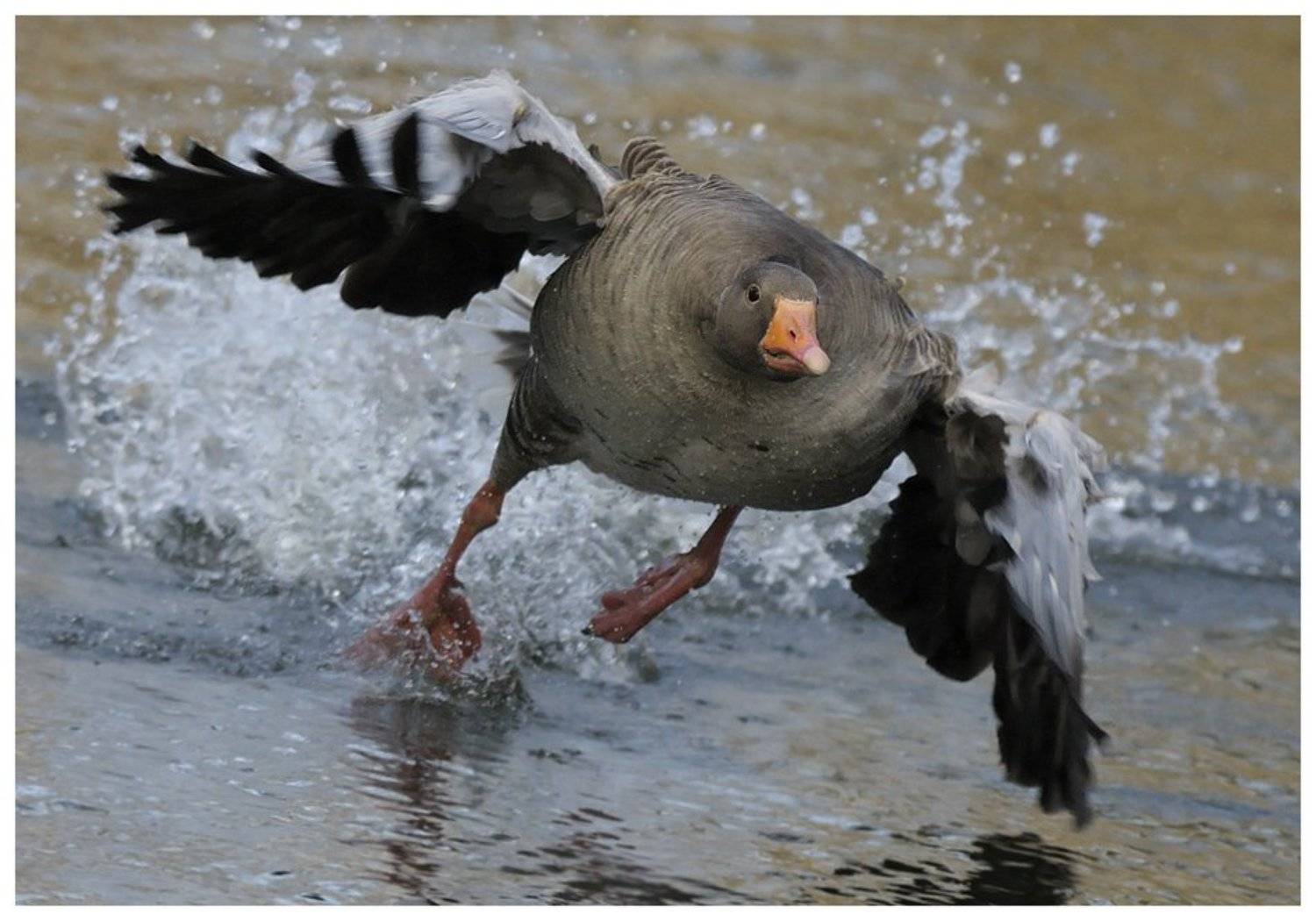 серый гусь, дикий, anser anser, разбег, Наталья Паклина