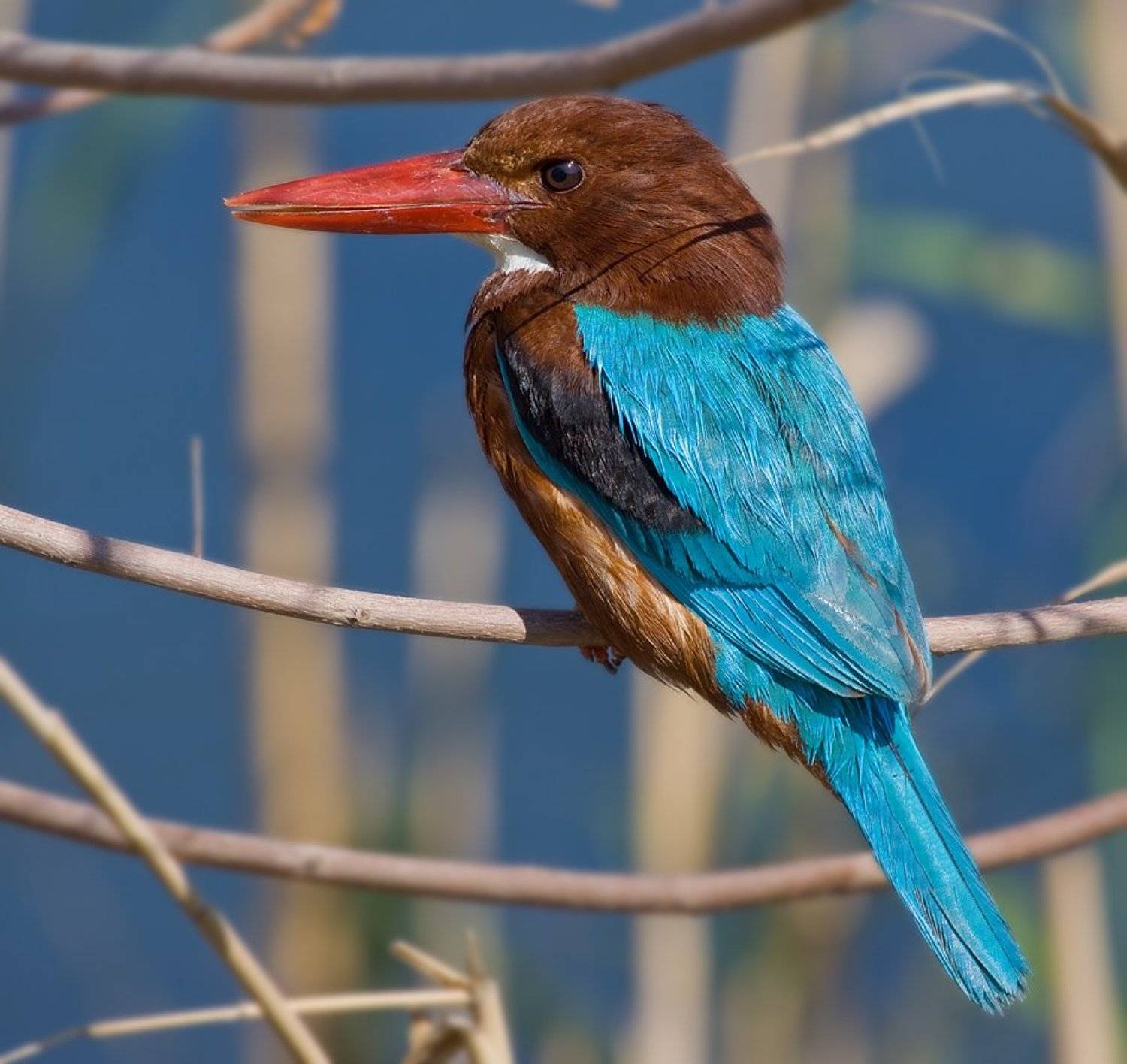 белогрудый, зимородок, Alena