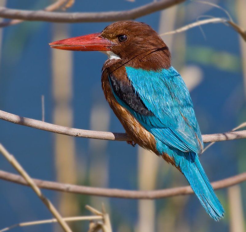 белогрудый, зимородок бирюзовый фото превью