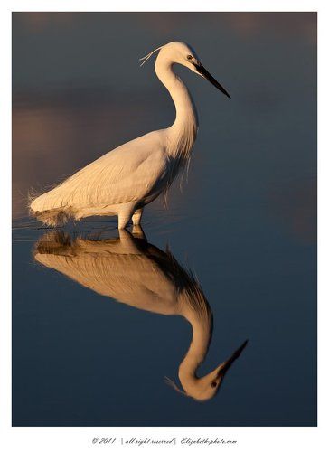 Little Egret