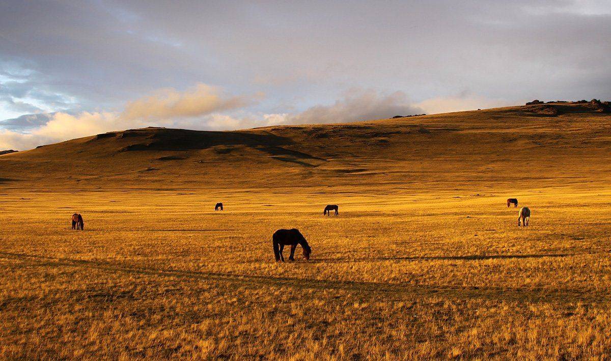 кони, закат, укок, Artem
