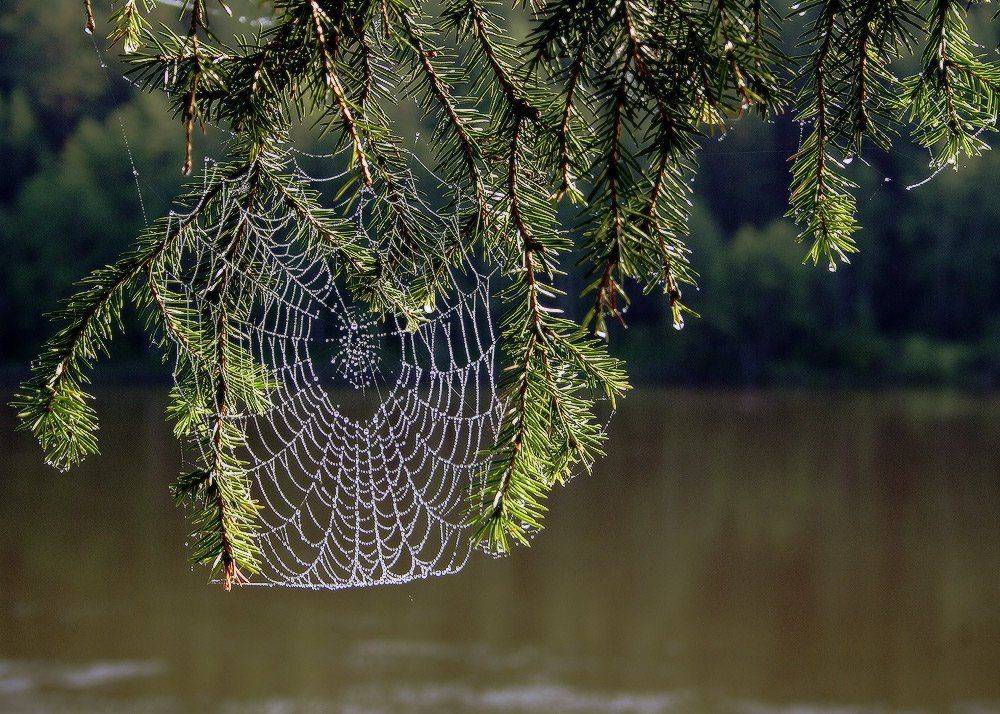 , Николай Морский