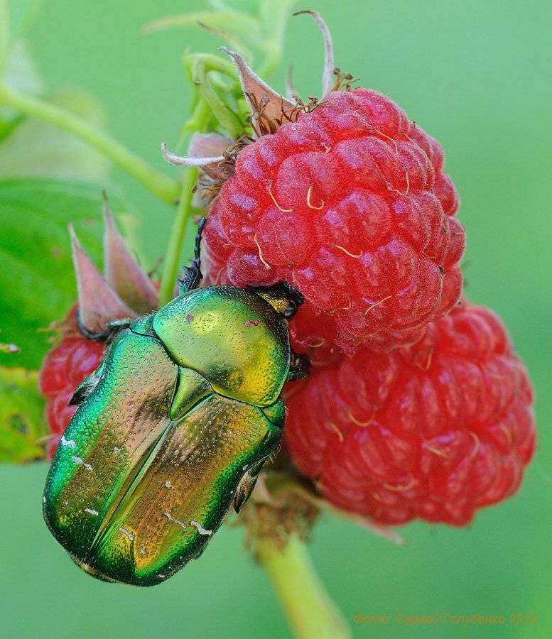 малина,бронзовка,макро, Сергей Голубенко