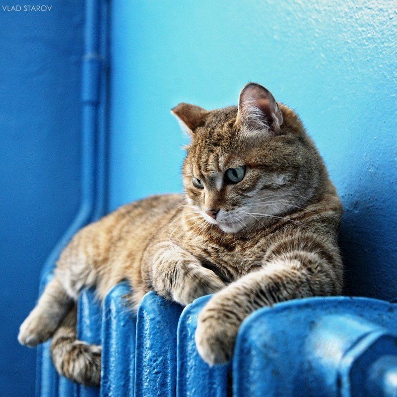 опять Ника. фото превью