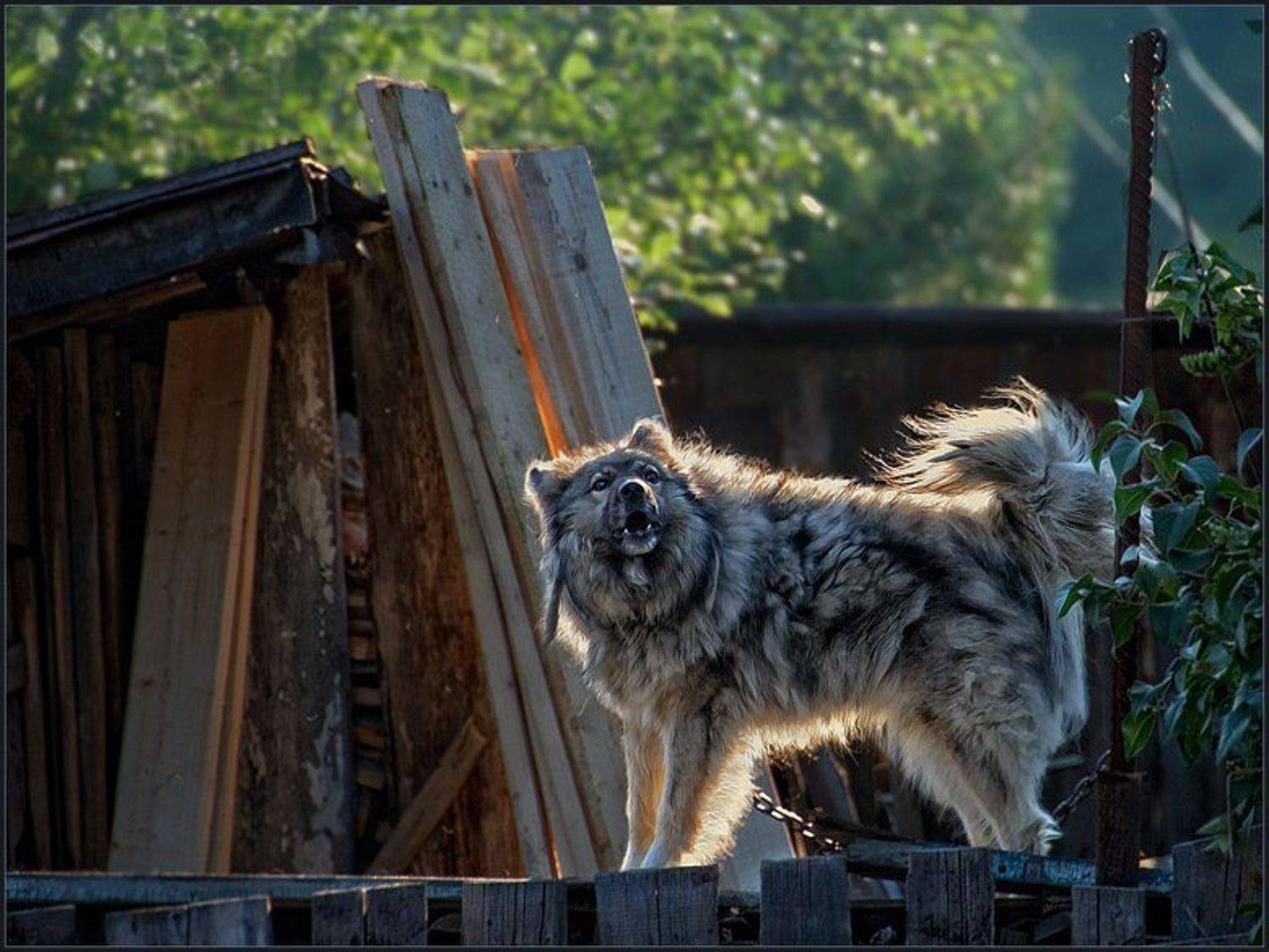 лето, собака, охрана, владимир
