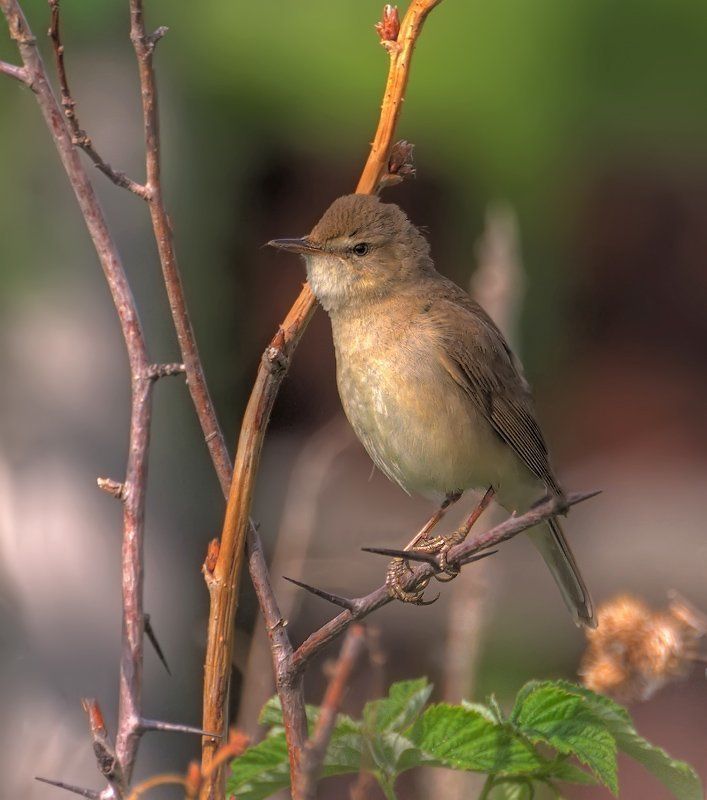 птица,природа,камышевка Впереди трудовой день... фото превью