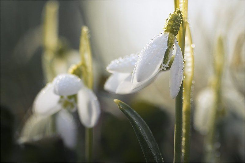 рассказать, что солнце встало... фото превью