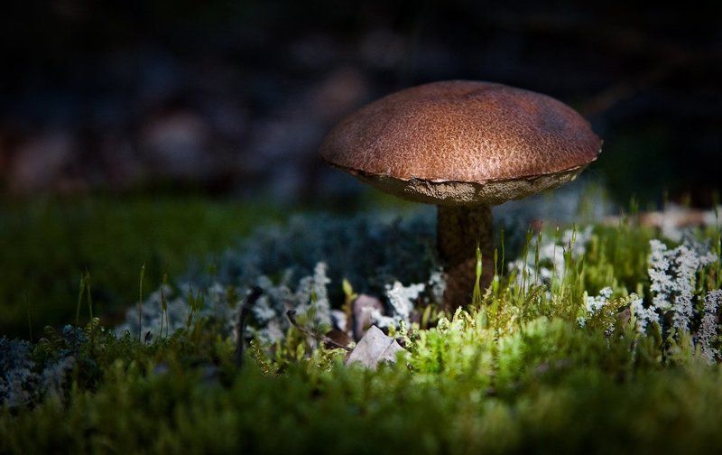 средь мхов и темноты фото превью