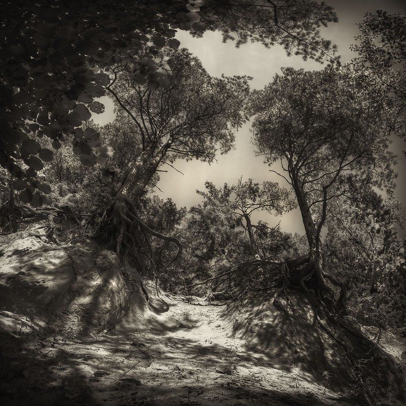 оголенные, корни, сосны, песок, листья, обрыв | Оголенные | фото превью