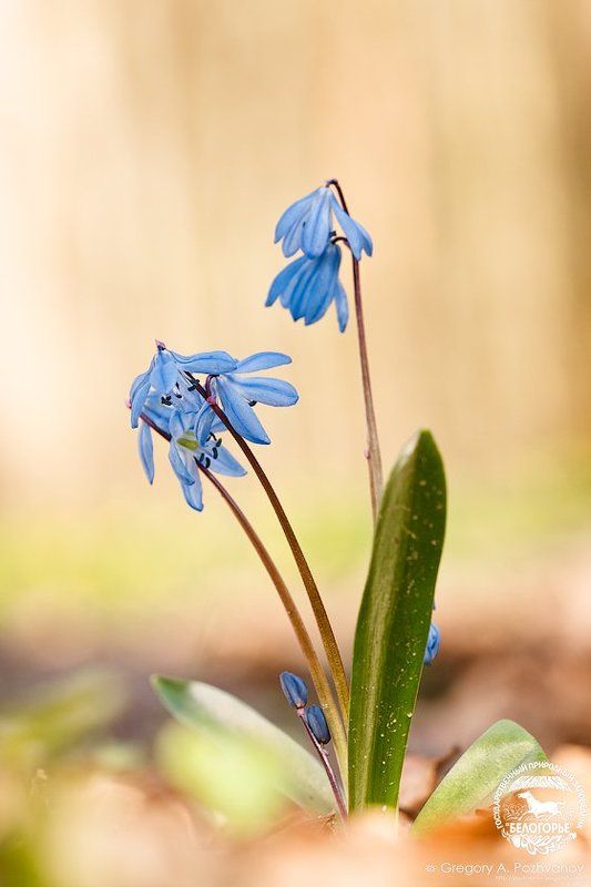 пролеска, заповедник, белогорье, весна, лес, ворскла, scilla, sibirica, цветы Акварель с пролеской фото превью