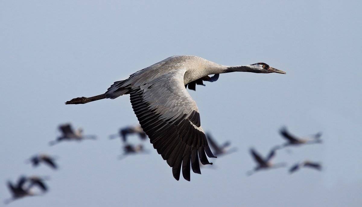 серый, журавль, Alena