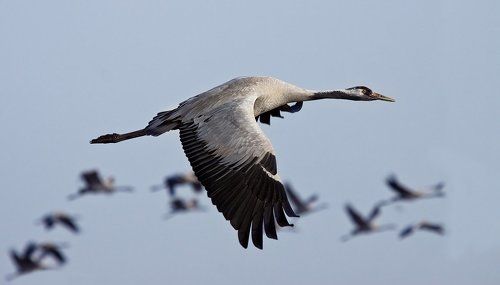 утро в поднебесье
