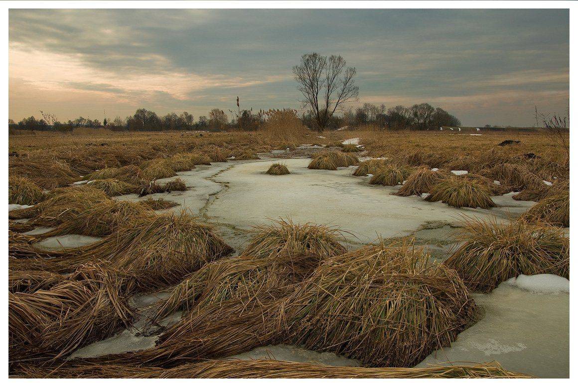 , Николай Шахманцир