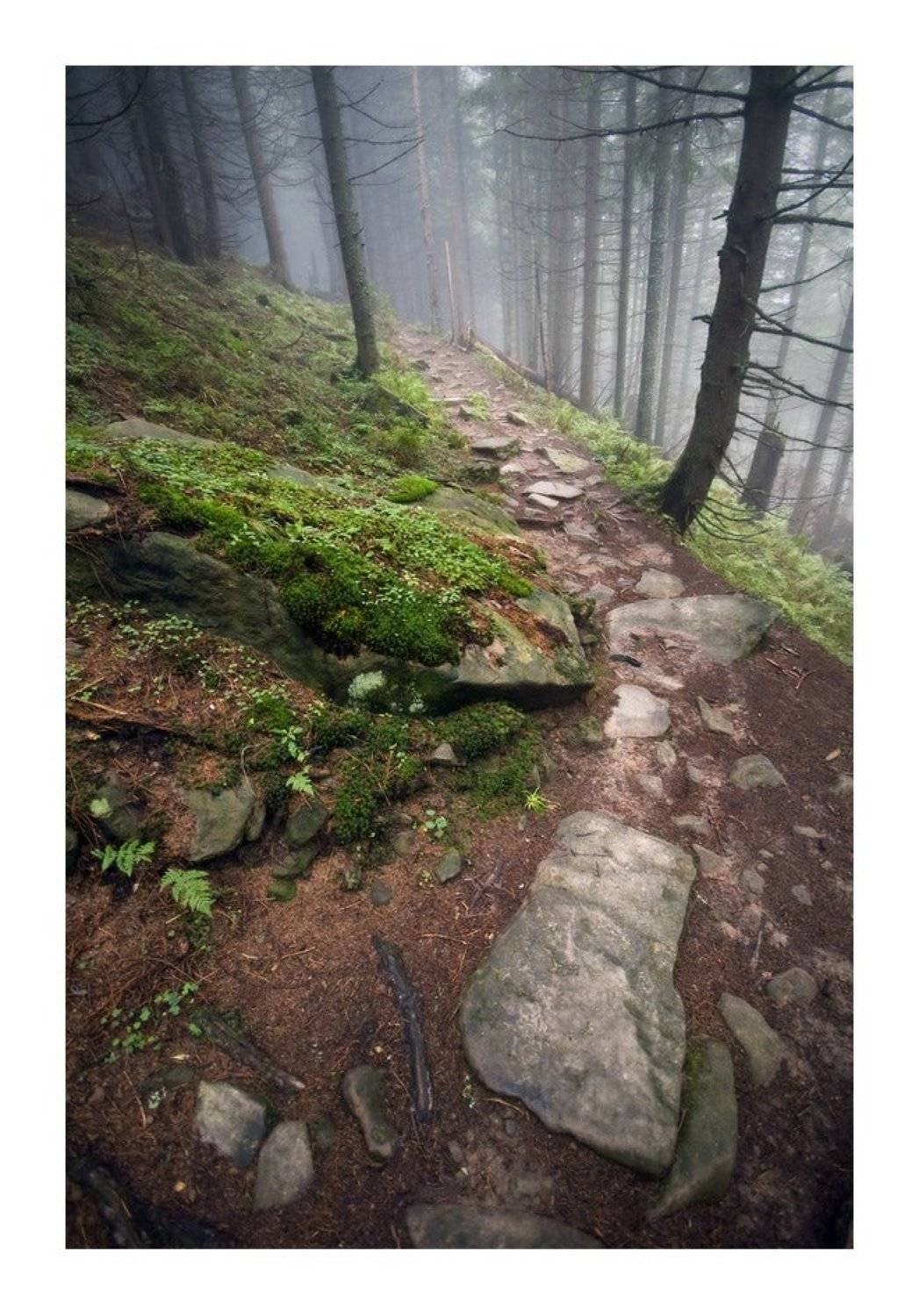 карпаты, осень, природа, пейзаж, утро, лес, Piligrim