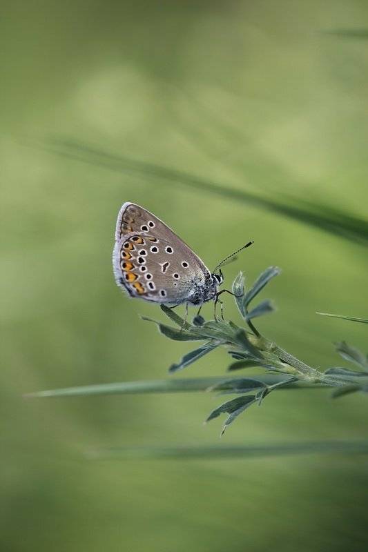 макро,  голубянка, Леонид