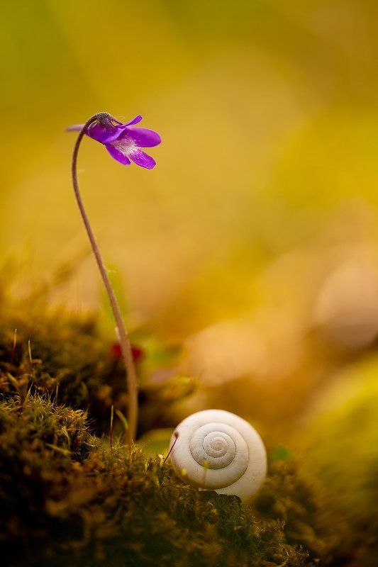 жирянка жирянка и улитка фото превью