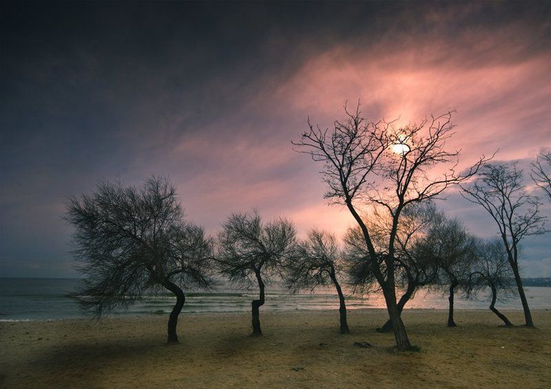 winter, tree, sunshine winter sun фото превью