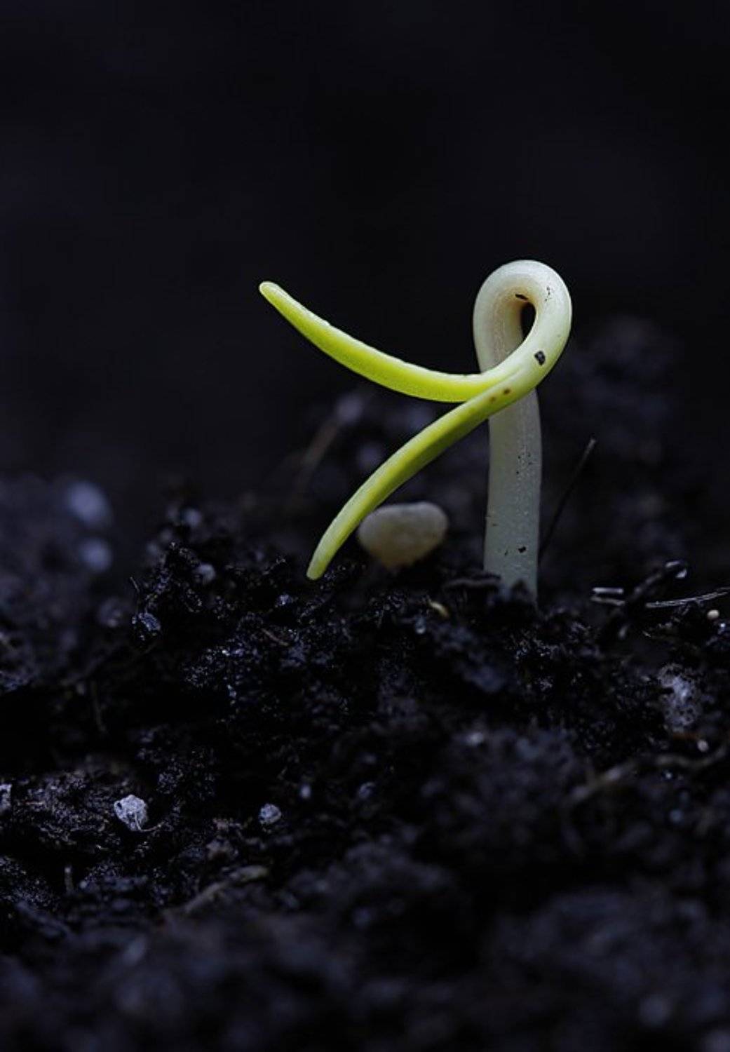 , Татьяна Алёшина