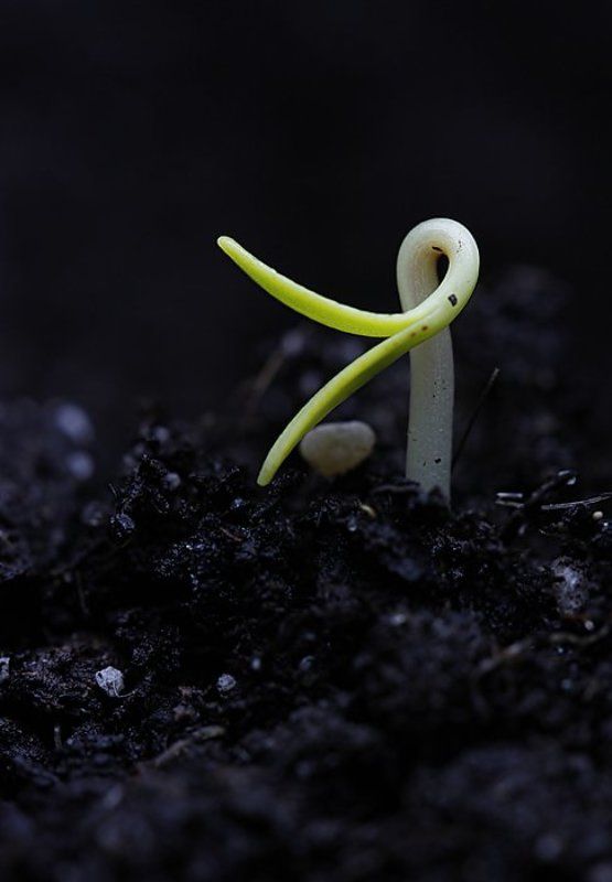 Птенчик фото превью