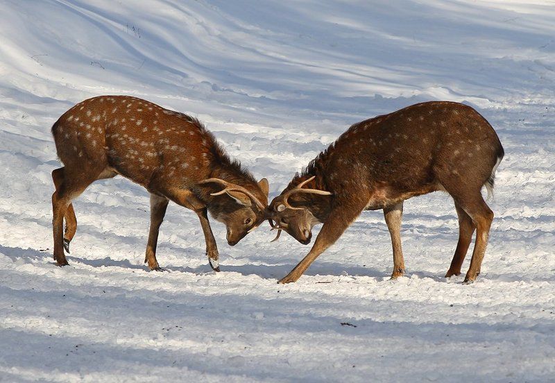 олень, олени, пятнистый олень Дуэлянты фото превью