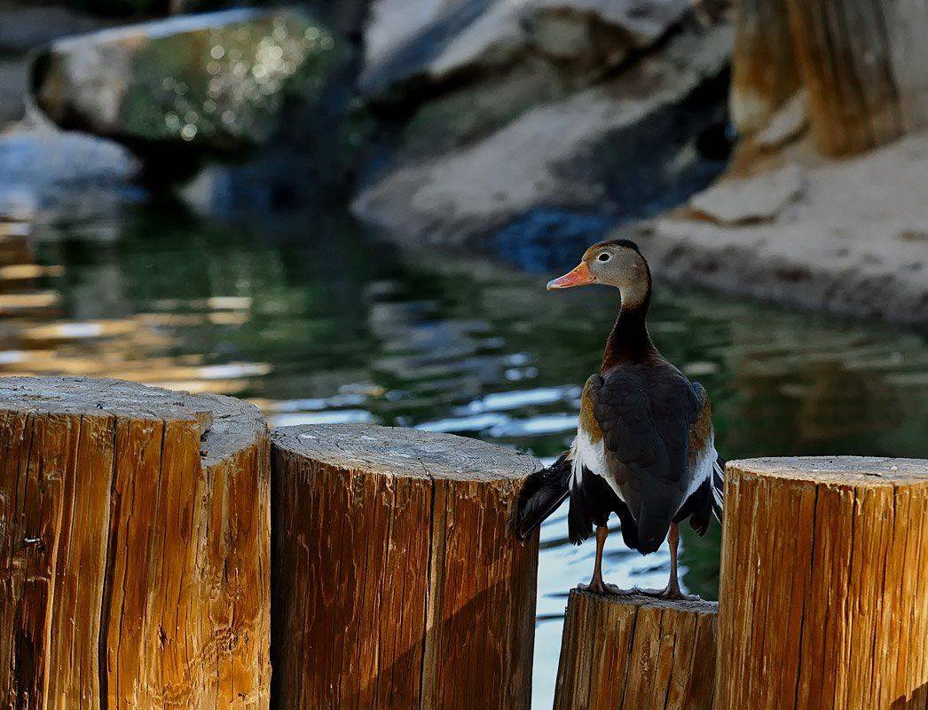 утка, утро, свет, Pavel