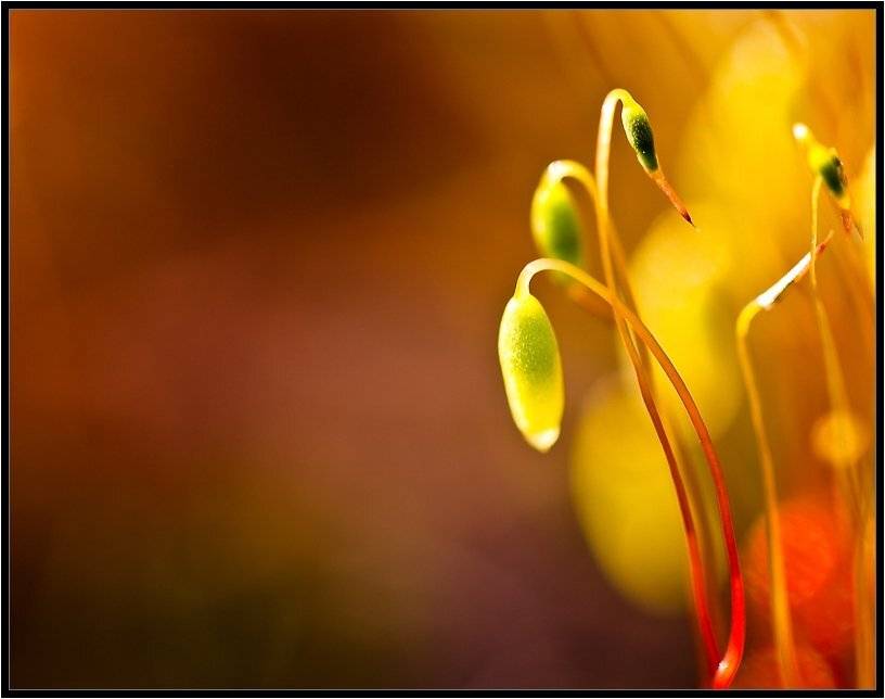 , Бурлов Андрей