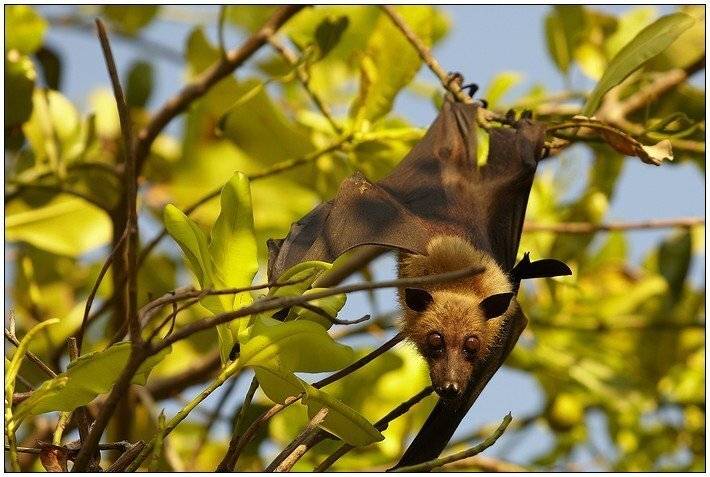 лиса, мышь, летучая, Григорий Иващенко