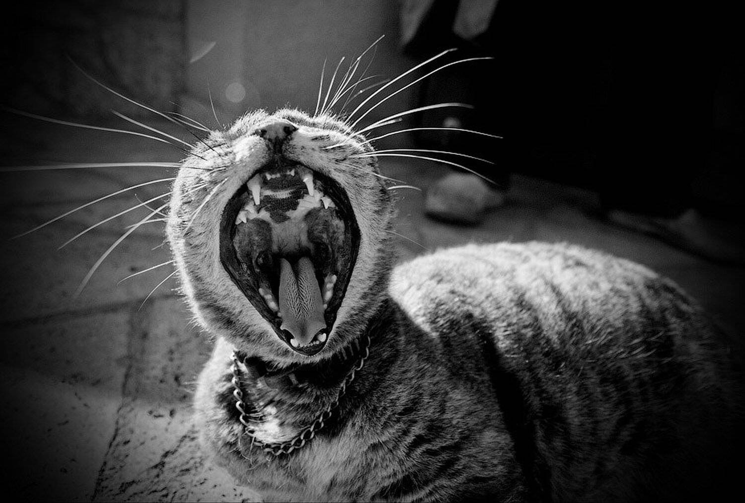 кошка, мурка, зев, Костя