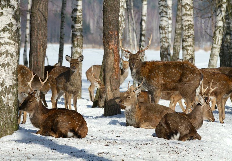 олень, олени, пятнистый олень В Берендеевом лесу - тихий час.. фото превью